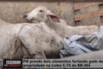 Opera&ccedil;&atilde;o M&aacute;ximos &ndash; PM prende dois suspeitos ap&oacute;s furtarem gado em propriedade na Linha C 75 da BR&ndash; 364 &ndash; V&iacute;deo