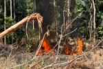 Pol&iacute;cia Federal combate crimes ambientais em terra ind&iacute;gena