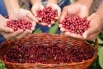 Produtores rondonienses de Café Robustas Amazônicos apresentam produtos a compradores de 11 países
