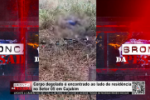 Corpo degolado é encontrado ao lado de residência no Setor 05 em Cujubim – Vídeo