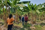 Cultura da banana fortalece agricultura familiar em Rondônia, gerando emprego e renda