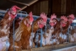 Rondônia suspende exposições, torneios, feiras e outros eventos com aglomeração de aves
