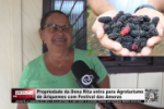 Propriedade de seu Teosvaldo e Dona Rita entra para Agroturismo de Ariquemes com Festival das Amoras &ndash; V&iacute;deo