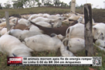 58 animais morrem ap&oacute;s fio de energia romper na Linha C&ndash;50 da BR 364 em Ariquemes &ndash; V&iacute;deo