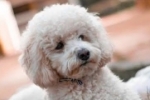 LEVARAM O POODLE: Bandidos rendem casal em residência e roubam até cachorro em Porto Velho