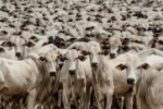 Pecuaristas de Rond&ocirc;nia devem declarar o rebanho at&eacute; o dia 30 de novembro