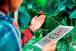 Parceria com a Plataforma Global do Caf&eacute; oferece capacita&ccedil;&atilde;o para produtores e t&eacute;cnicos