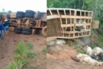 V&iacute;deos mostram carreta tombada com bois mortos na RO&ndash;391 em Chupinguaia