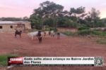 Gado solto ataca crian&ccedil;a no Bairro Jardim das Flores &ndash; V&iacute;deo