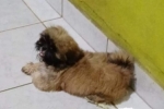ARIQUEMES: Procura&ndash;se pelo Shih&ndash;tzu duke