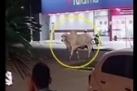 PM &eacute; acionada ap&oacute;s boi ser flagrado “passeando” pelas ruas de Pimenta Bueno
