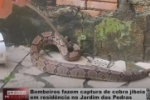 Bombeiros fazem captura de cobra jiboia em resid&ecirc;ncia no Jardim das Pedras &ndash; V&iacute;deo