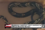 Bombeiros capturam cobra caninana na UBS do Marechal Rondon &ndash; V&iacute;deos