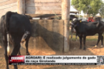 AGROARI: &Eacute; realizado julgamento de gado da ra&ccedil;a Girolando &ndash;  V&iacute;deo
