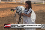 AGROARI: &Eacute; realizado julgamento de gado da ra&ccedil;a Girolando &ndash; V&iacute;deo