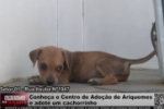 Conhe&ccedil;a o Centro de Ado&ccedil;&atilde;o de Ariquemes e adote um cachorrinho &ndash; V&iacute;deo