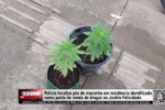 Polícia localiza pés de maconha em residência identificada como ponto de drogas no Jardim Felicidade – LIVE: ESTAMOS NO AR! PROGRAMA BRONCA DA PESADA