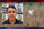 Gado furtado de propriedade &eacute; recuperado &ndash; Pol&iacute;cia outros casos na regi&atilde;o do Vale do Jamari &ndash; Entrevista com Delegado de Pol&iacute;cia Dr. Jo&aacute;s &ndash; V&iacute;deo