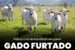 POL&Iacute;CIA CIVIL RECUPERA GADO FURTADO E PRENDE TR&Ecirc;S PESSOAS POR RECEPTA&Ccedil;&Atilde;O EM ARIQUEMES