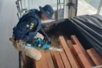 Em Ji&ndash;Paran&aacute;/RO, PRF identifica transporte irregular de madeira