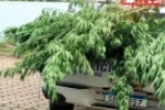 PM apreende pés de maconha e prende o “agricultor” em Ji–Paraná