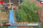 PM apreende pés de maconha e prende o “agricultor” em Ji–Paraná – Vídeo