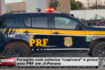 Foragido com extensa “capivara” é preso pela PRF em Ji Paraná – Vídeo