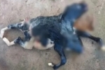 Bezerra nasce com duas cabeças e rabo bipartido em Rondônia