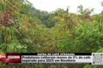 Produtores colheram menos de 5% do café esperado para 2025 em Rondônia – Vídeo