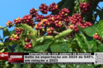 Salto na exportação em 2024 de 645% em relação a 2023 – Exportação de Café aumenta em Rondônia – Vídeo