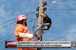 Tamanduá Mirim é resgatado pela equipe do Corpo de Bombeiros Militar ao subir em poste no Rota do Sol em Ariquemes – Vídeo