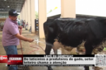 LEITE OU GENÉTICA? – De laticínios a produtores de gado, setor leiteiro chama a atenção – Vídeo