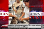 Jaguatirica ferida é resgatada pela PRF e recebe cuidados em clínica veterinária, em Ji Paraná – Vídeo