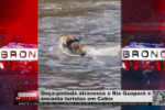 Onça pintada atravessa o rio Guaporé e encanta turistas em Cabix – Vídeo
