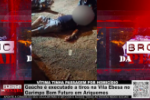 Entrevista com condutor do SAMU: "Gaúcho" é executado a tiros na Vila Ebesa no Garimpo Bom Futuro em Ariquemes, Vítima tinha passagem por homicídio – Vídeo