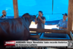 AGROARI: Vaca "Novelinha" bate recorde histórico do Concurso Leiteiro – Vídeo