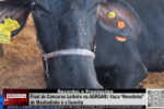 Final do Concurso Leiteiro na AGROARI Vaca Novelinha de Machadinho é a favorita – Vídeo