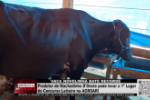 Vaca Novelinha Bate Recorde: Produtor de Machadinho do Oeste Pode Levar 1º Lugar em Concurso – Vídeo