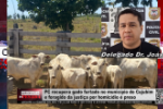 Polícia Civil recupera gado furtado no município de Cujubim e prende foragido da Justiça por homicídio – Vídeo