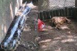 Veja o Vídeo; Cobra gigante invade galinheiro em condomínio e causa prejuízo a proprietário