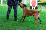 Após desconfiança de PMs, cães farejadores localizam 8 kg de droga em carro conduzido por advogado na BR–364
