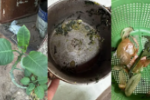 Morre mulher que comeu planta tóxica confundida com couve em MG