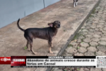 DEZEMBRO VERDE; Abandono de animais cresce durante as f&eacute;rias em Cacoal &ndash; V&iacute;deo