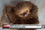 SEMA devolve a natureza Bicho Pregui&ccedil;a ap&oacute;s queda de galho &ndash; V&iacute;deo