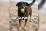 O que se sabe sobre caso de morte de c&atilde;o Orelha em praia de SC