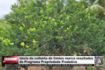 In&iacute;cio da colheita de lim&otilde;es marca resultados do Programa Propriedade Produtiva &ndash; V&iacute;deo