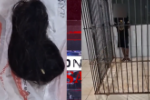 Apenado monitorado de 20 anos &eacute; preso ap&oacute;s cortar cabelo de adolescente de 17 anos por ci&uacute;mes na zona sul de Porto Velho &ndash; V&iacute;deo