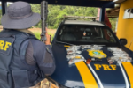 PRF em Rond&ocirc;nia apreende 14 armas de fogo em Porto Velho