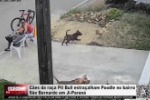 C&atilde;es da ra&ccedil;a Pit Bull estra&ccedil;alham Poodle no bairro S&atilde;o Bernardo em Ji&ndash;Paran&aacute; &ndash; V&iacute;deo