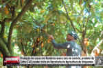 Produ&ccedil;&atilde;o de cacau em Rond&ocirc;nia nunca saiu do cen&aacute;rio; produtor da Linha C&ndash;45 recebe visita da Secretaria de Agricultura de Ariquemes &ndash; V&iacute;deo